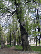 http://mycountry.com.ua/cat_main_photos/259/img_3652_big.jpg